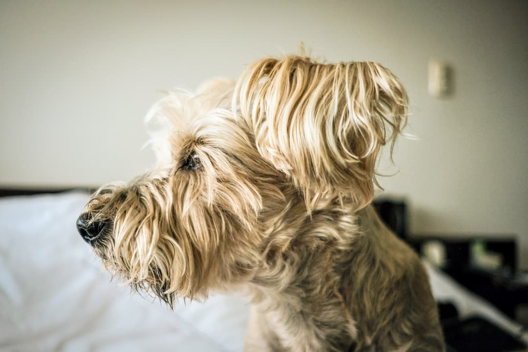 Charlie, la inspiración de Casa de Charlie