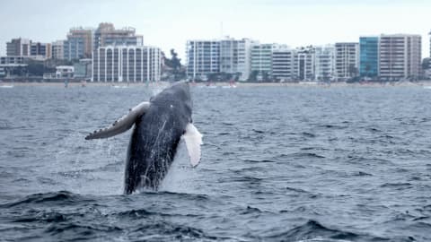 Avistamiento de ballenas frente a Salinas
