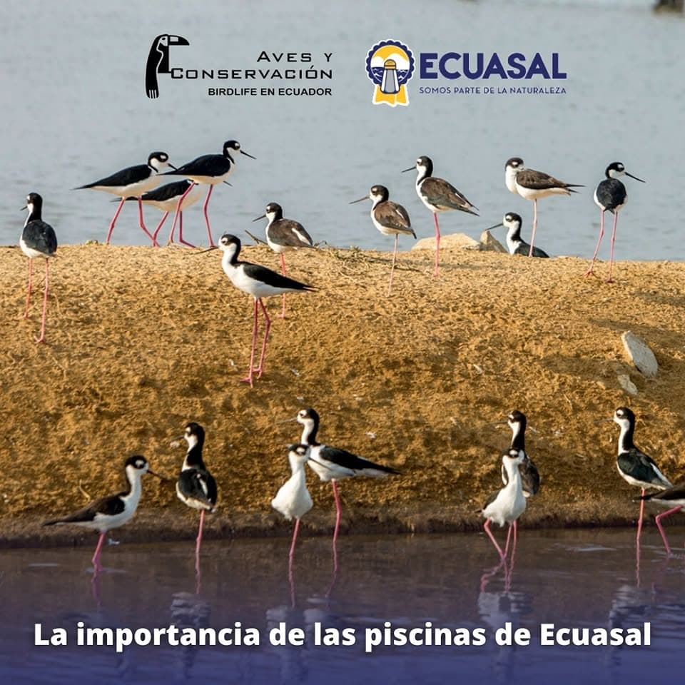 Aves en el humedal de Ecuasal