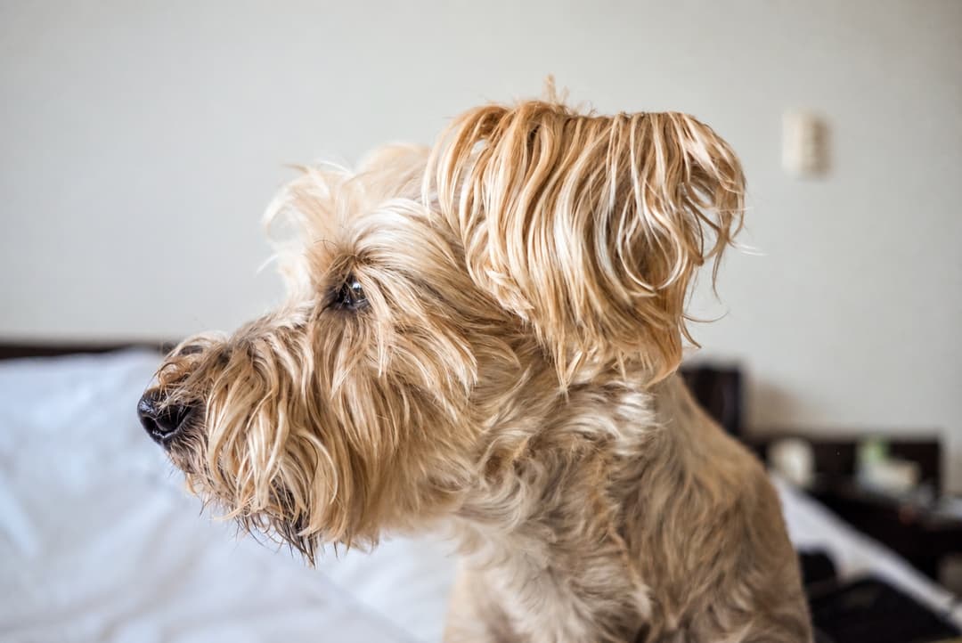 Charlie, inspiración de la bienvenida pet-friendly de Casa de Charlie
